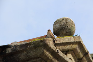 Moineau domestique femelle perché sur une maison