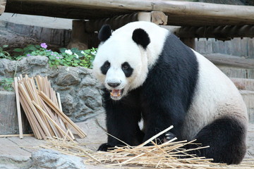 Obraz premium Male panda in Thailand is getting a big red apple from the keeper as a special treat