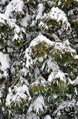 Pine or spruce tree branches and spikes covered in snow.