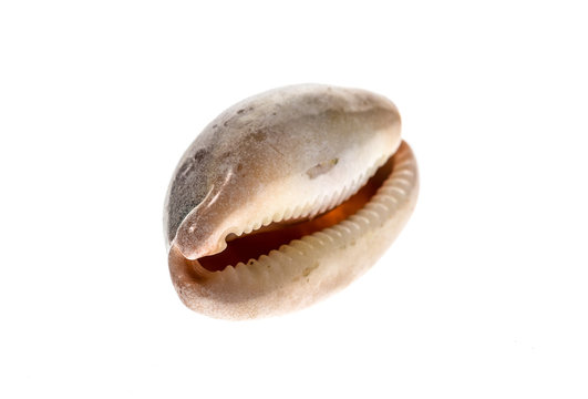 Cowry or cowrie - Luria lurida sea snail slug shell isolated