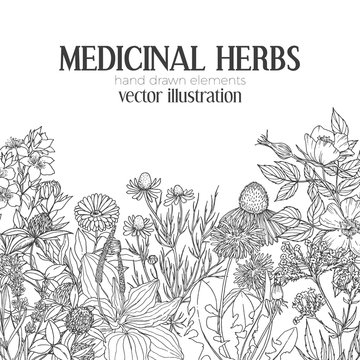 Card template with vintage sketches of medicinal herbs and flowers