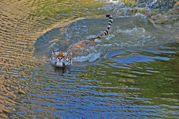 Tiger. Striped swimmer