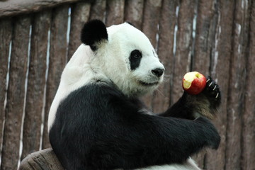 Obraz premium Female Panda in Thailand is having a big red apple