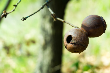 Dry berries on the tree
