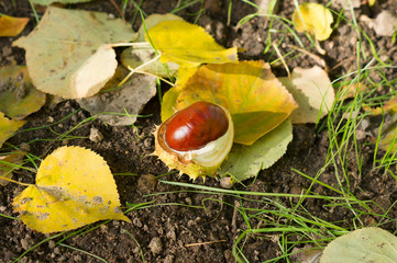 Autumn leaves and chestnuts on ground
