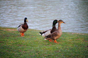 Canard