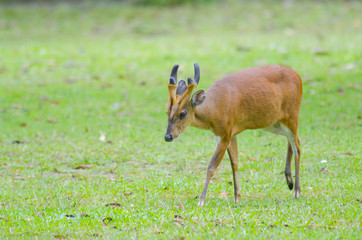 wild dear at natural site Khao Yai National Park, Thailand