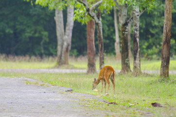 wild dear at natural site Khao Yai National Park, Thailand
