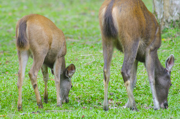 wild dear at natural site Khao Yai National Park, Thailand