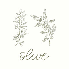 Olive Branches. Inscription