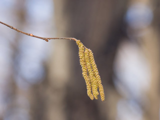 Naklejka premium Hazelnut catkins on branch macro with bokeh background, selective focus, shallow DOF
