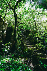 stairway in a forest