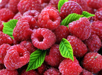 Berries of a ripe raspberry in a considerable quantity