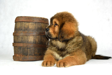 Pies Mastiff Tybetański 