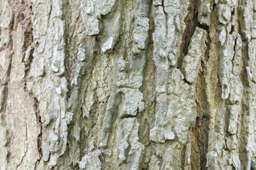texture of tree bark