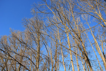 Obraz premium Spring blue sky and trees