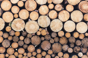 Brennholz rund - schön geordnet und gestapelt