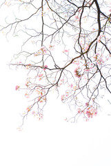 texture of tree branch and pink flower on white background