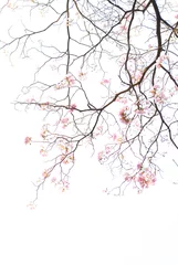 Cercles muraux Arbres texture de branche d& 39 arbre et fleur rose sur fond blanc