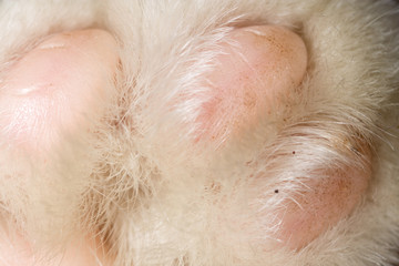 Cat's paw as a background
