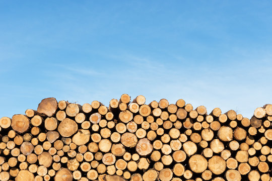 Photo of a pile of natural wooden logs