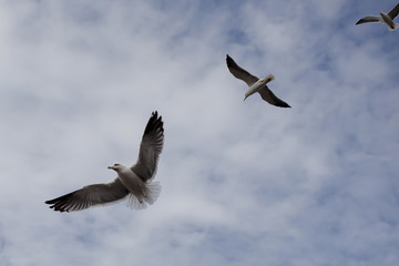 three little birds