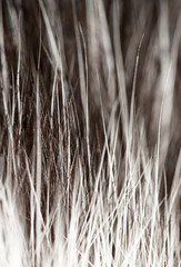 Hair on the cat as a background