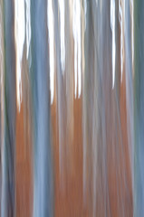 Fototapeta premium Abstract forest