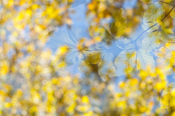 Abstract forest
