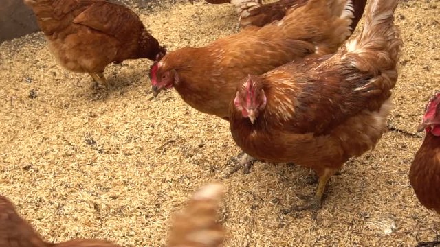 chickens grazing in a paddock. Slow motion