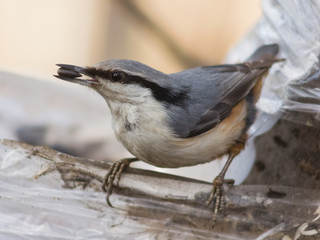 Eurasian or wood nuthatch, Sitta europaea, close-up portrait at bird feeder with seed in beak,...
