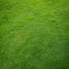  green grass pattern from golf course at sunset tim