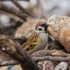 Eurasian Tree Sparrow, Passer montanus, hiding on ground close-up portrait, selective focus, shallow DOF