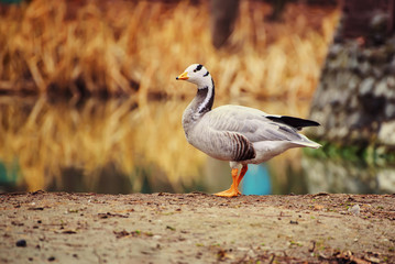 Obraz na płótnie Canvas Bar-headed goose, Anser indicus, single bird near the autumn lake, animal natural background