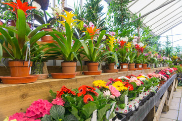 Mixed flowers in a greenhouse 