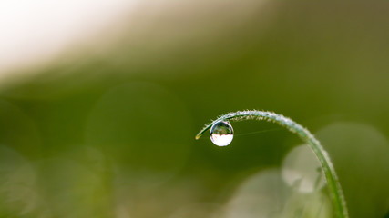 Droplet on the Blade of Grass B