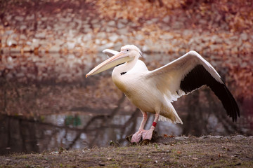 Pelican bird with pink beak near the lake in autumn park, natural background