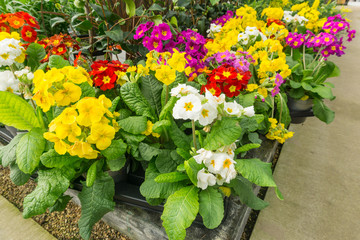 Flowers blooming in springtime in the countryside, UK.