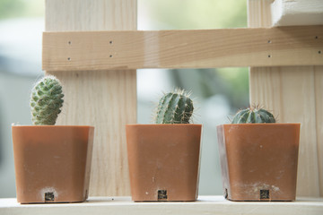 cactus with wood table