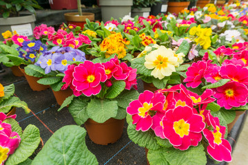 Flowers in springtime in a rural scene in a park, UK.