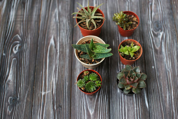 Mix of succulents on a wooden table