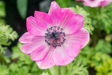 Flowers blooming in springtime in the countryside, UK.