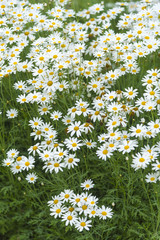 White flower in garden with sun light