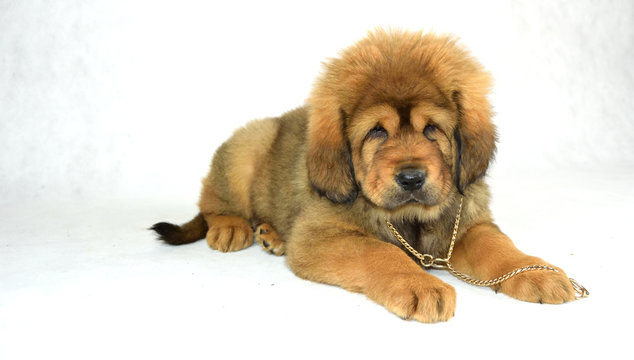 Pies Mastiff Tybetański
