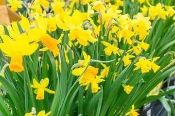 Flowers blooming in springtime in the countryside, UK.