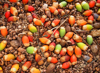 Colorful seeds of a palm tree