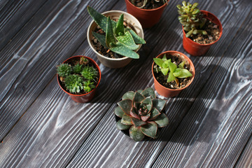 Mix of succulents on a wooden table