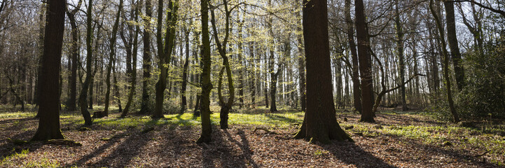 Buchenwald im Gegenlicht, Nordrhein-Westfalen, Deutschland, Europa