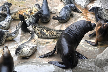 Seals - pinnipeds sea animals. Aquatic mammals seal lives mainly in the Northern and Arctic oceans.