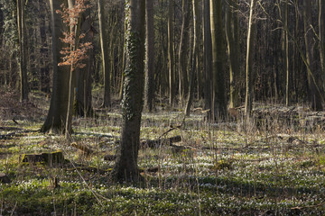 Obraz premium Buchenwald im Frühling, Nordrhein-Westfalen, Deutschland, Europa